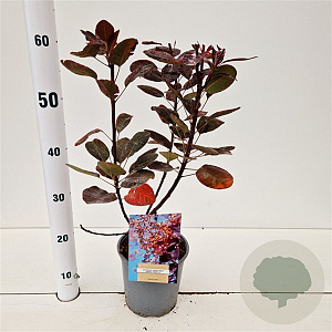 Cotinus cog. 'Royal Purple' 30-40 cm 2,5L