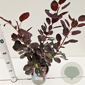 Cotinus cog. 'Royal Purple' 40-50 cm 3,0L