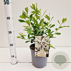 Exochorda racem. 'Niagara' 30-40 cm 2,5L