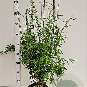 Fargesia nitida 'Volcano' 60-80 cm 5,0L