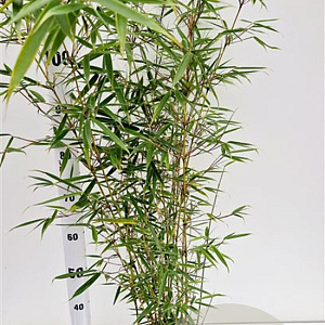 Fargesia robusta 'Campbell' 60-80 cm 5,0L