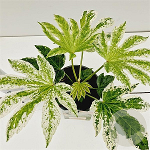 Fatsia japonica 'Spider's Web' 20-25 cm 2,0L