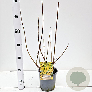 Forsythia int. 'Lynwood' 40-50 cm 2,5L