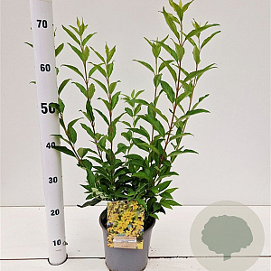 Forsythia int. 'Lynwood' 40-50 cm 2,5L