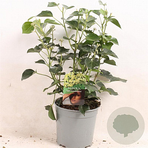 Hedera hel. 'Arborescens' 30-40 cm 2,5L