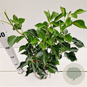 Hedera hel. 'Arborescens' 40-50 cm 2,5L