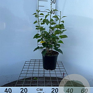 Hedera hel. 'Arborescens' 40-50 cm 2,5L