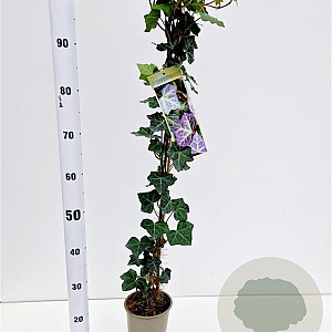 Hedera hel. 'Woerner' 70-80 cm rozenpot 2L