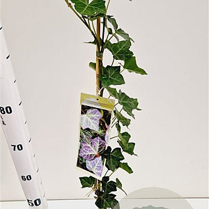 Hedera hel. 'Woerner' 70-80 cm rozenpot 2L