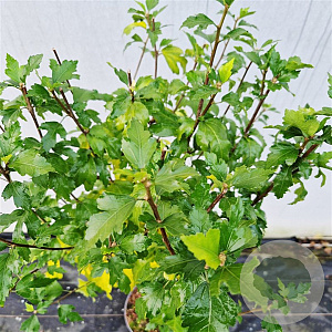 Hibiscus syr. 'Ardens' 60 cm stam 5,0L