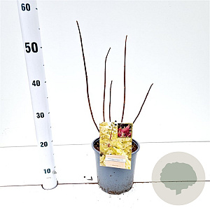 Hydrangea pan. Candlelight 30-40 cm 2,5L