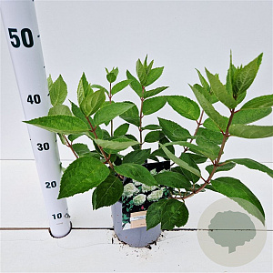 Hydrangea pan. 'Grandiflora' 30-40 cm 2,5L