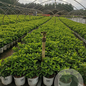 Hydrangea pan. Little Lime 3,0L