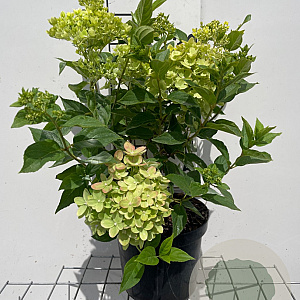 Hydrangea pan. Little Lime 3,0L