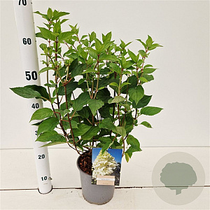 Hydrangea pan. 'Polar Bear' 30-40 cm 2,5L