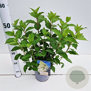 Hydrangea pan. 'Polar Bear' 30-40 cm 2,5L