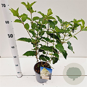 Hydrangea pan. 'Polar Bear' 30-40 cm 2,5L