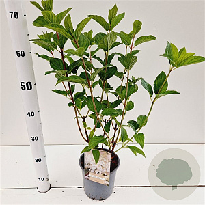 Hydrangea pan. 'Silver Dollar' 30-40 cm 2,5L