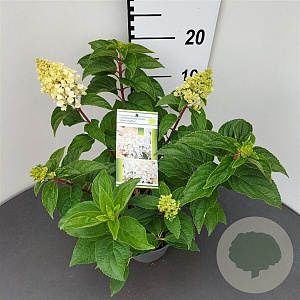 Hydrangea pan. 'Silver Dollar' 30-40 cm 2,5L