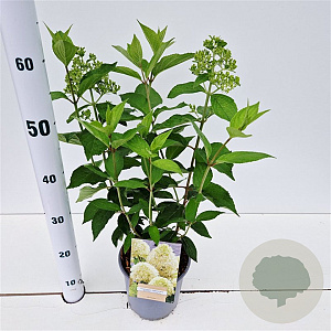 Hydrangea pan. Skyfall 30-40 cm 2,5L