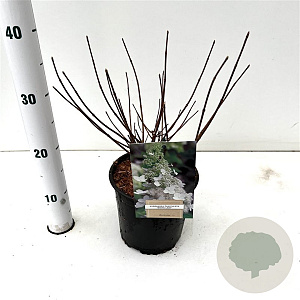 Hydrangea pan. 'White Lady' 40-50 cm 2,5L