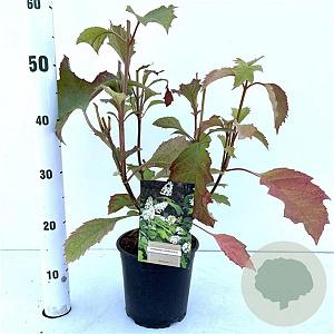 Hydrangea quercifolia 30-40 cm 2,5L