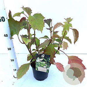 Hydrangea quercifolia 30-40 cm 2,5L