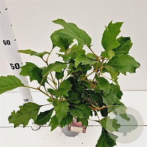 Hydrangea querc. 'Burgundy' 30-40 cm 2,5L