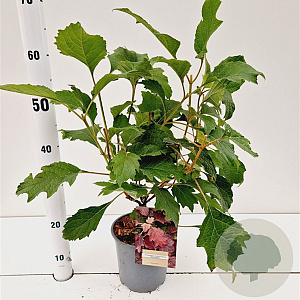Hydrangea querc. 'Burgundy' 30-40 cm 2,5L