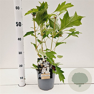 Hydrangea querc. Ice Crystal 30-40 cm 2,5L