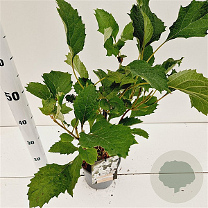 Hydrangea querc. 'Snow Giant' 30-40 cm 2,5L