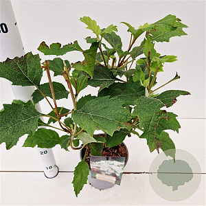 Hydrangea querc. Snow Queen 30-40 cm 2,5L