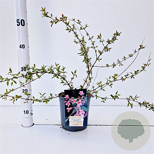 Kolkwitzia amabilis 'Pink Cloud' 30-40 cm 2,5L