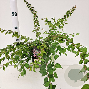 Kolkwitzia amabilis 'Pink Cloud' 30-40 cm 2,5L