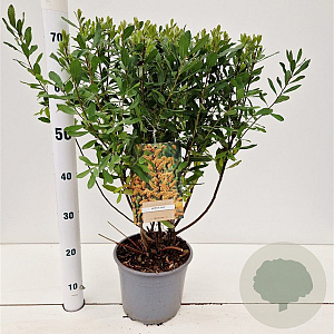 Myrica gale 40-50 cm 4,0L