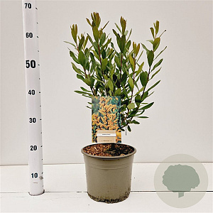 Myrica gale 40-50 cm 4,0L