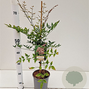 Nandina domestica 40-50 cm 2,5L