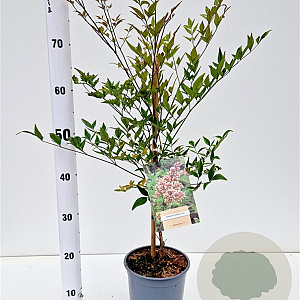 Nandina domestica 40-50 cm 2,5L