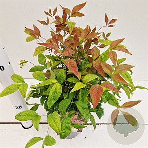 Nandina d. Blush Pink 25-30 cm 2,5L