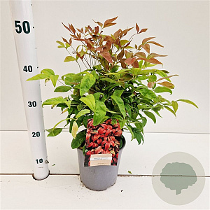 Nandina d. Blush Pink 25-30 cm 2,5L
