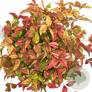 Nandina d. 'Firepower' 20-30 cm 2,5L