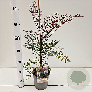 Nandina d. Summer Sunset 40-50 cm 2,5L