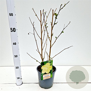 Pavonia praemorsa 'Yellow Mallow' 40-50 cm 2,5L