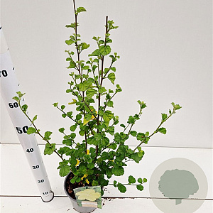 Pavonia praemorsa 'Yellow Mallow' 40-50 cm 2,5L