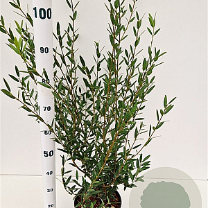 Phillyrea angustifolia 60-80 cm 4,5L