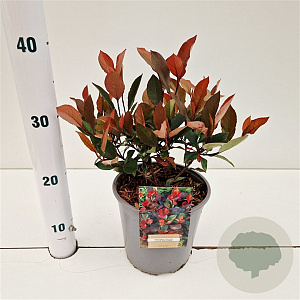 Photinia fraseri 'Little Red Robin' 20-30 cm 2,5L