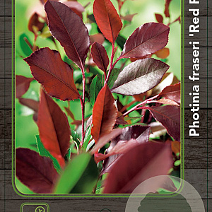 Photinia fraseri 'Red Robin' 40-50 cm 3,0L