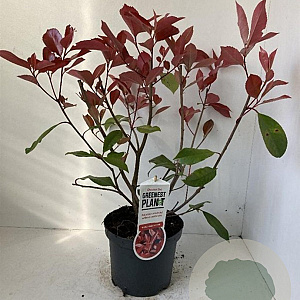 Photinia fraseri 'Red Robin' 40-50 cm 3,0L