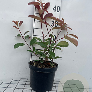 Photinia fraseri 'Red Robin' 40-50 cm 3,0L