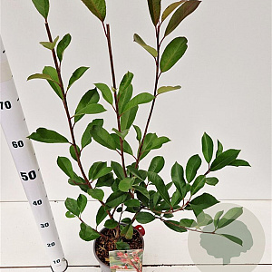 Photinia fraseri 'Red Robin' 60-80 cm 2,5L